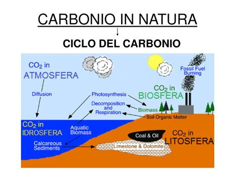 carbonio 14 spiegazione semplice